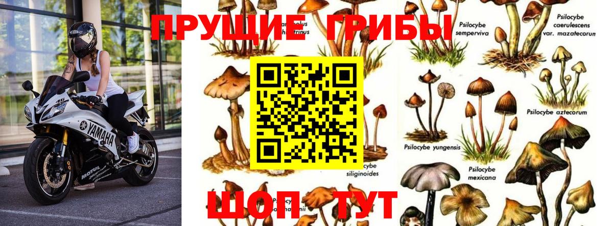 Псилоцибиновые грибы мицелий Ноябрьск